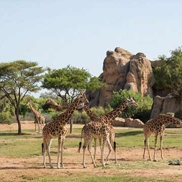 Jirafas en la sabana de Bioparc Valencia (ilustración)